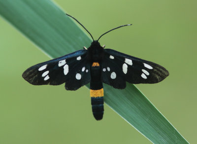 Nine-spotted Moth