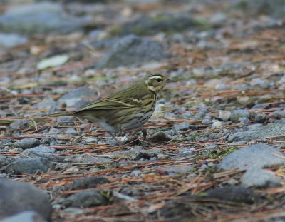 Olive-backed Pipit