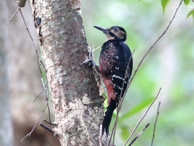 Amami Woodpecker