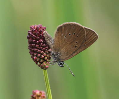 Dusky Large Blue