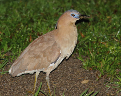 Malayan Night Heron