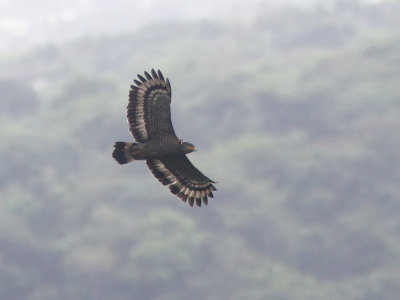 Ryukyu Serpent-eagle