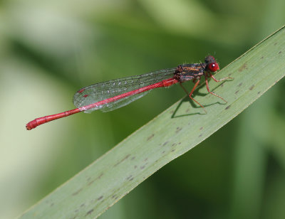 Small Red Damselfly