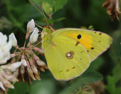 Clouded Yellow