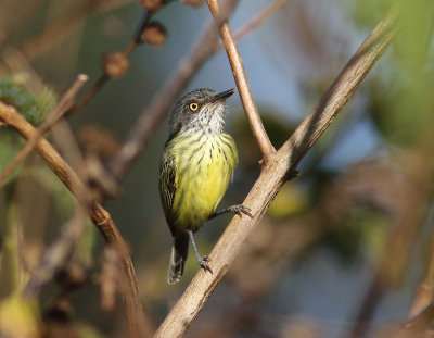 Spotted Tody-Flycatcher