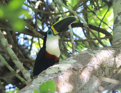 White-throated Toucan