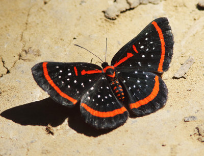 Meneria Metalmark 