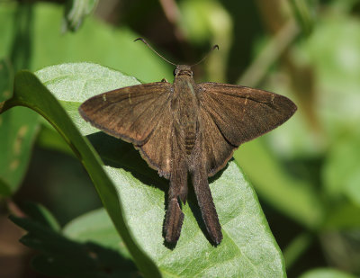 Brown Longtail