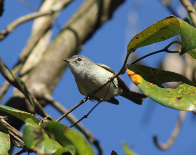 Straneck's Tyrannulet