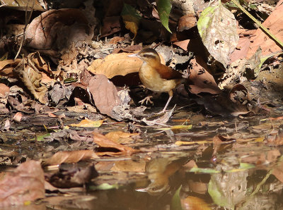 Pale-legged Hornero