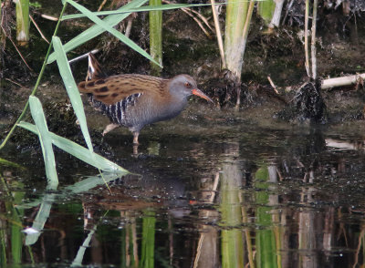 Water Rail