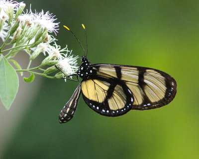 Thyridia Glasswing