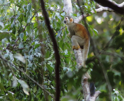 Squirrel Monkey