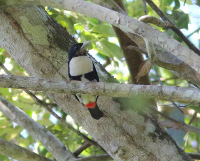 Black-girdled Barbet