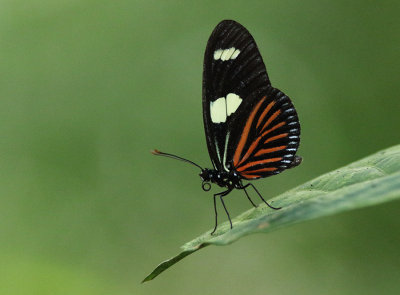 Heliconius sp.