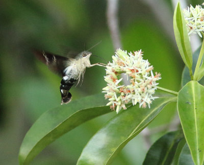 Cautethia sp.