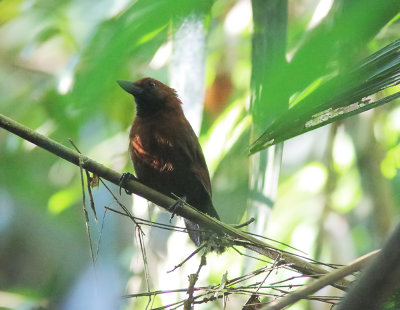 Rondonia Bushbird