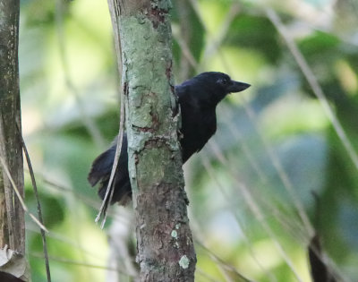 Rondonia Bushbird