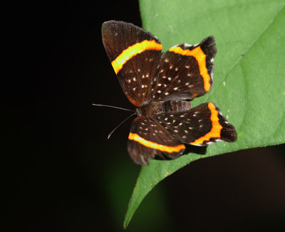 Lysippus Metalmark