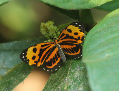 Melinaea sp.