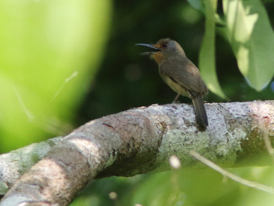 Fulvous-chinned Nunlet
