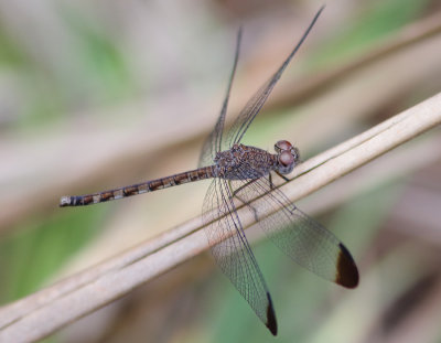 Common Woodskimmer 