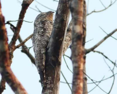 Great Potoo