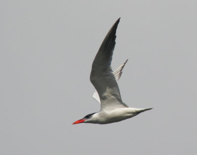 Caspian Tern