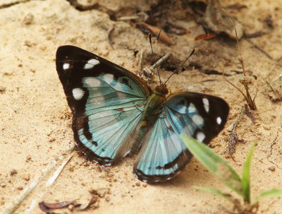 Butterfly sp.