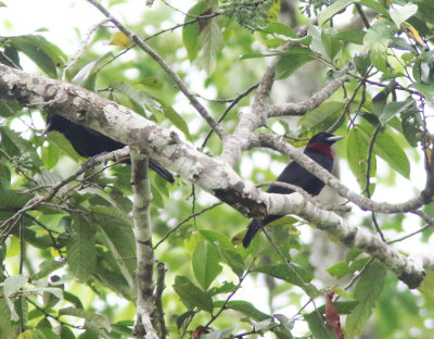 Purple-throated Fruitcrow