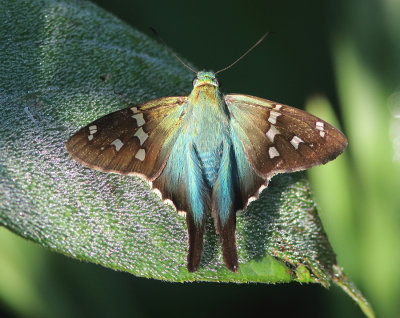 Bell's Longtail