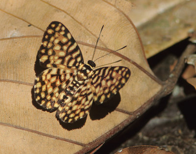 Calydna caieta 