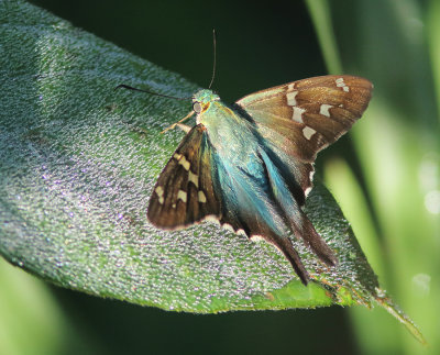 Bell's Longtail