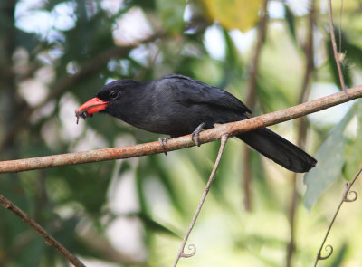 Black-fronted Nunbird