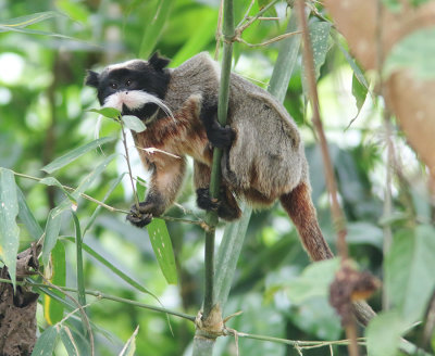 Emperor Tamarin