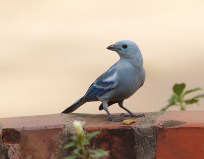 Blue-grey Tanager