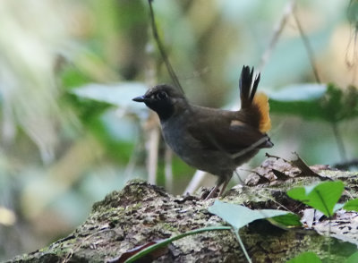 Black-faced Antthrush