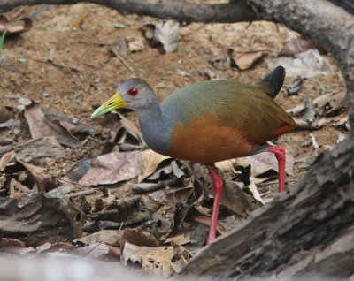 Grey-necked Wood Rail