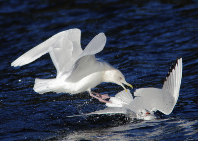 Iceland Gull (adult winter)