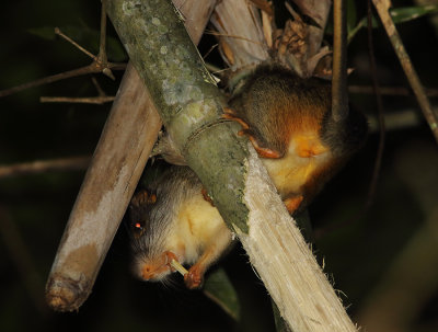 Amazon Bamboo Rat