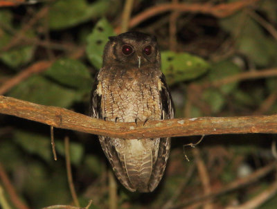 Tawny-bellied Screech Owl