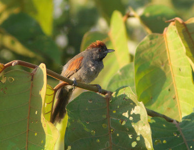 Cinereous-breasted Spinetail