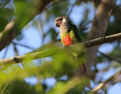 Grey-breasted Parakeet