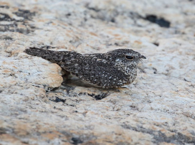 Pygmy Nightjar ssp cearae