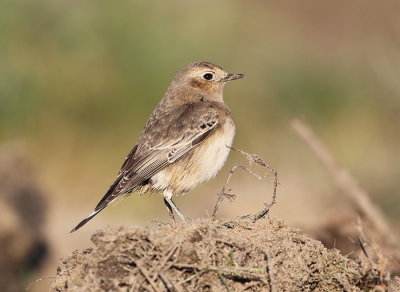 Pied Wheatear