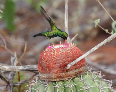 Glittering-bellied Emerald