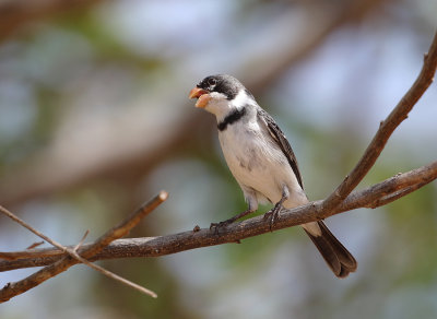 White-throated Seedeater