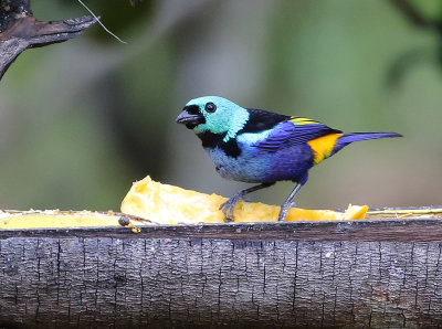 Seven-colored Tanager