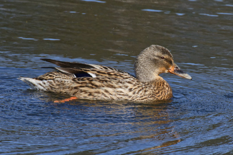 Mrs Mallard