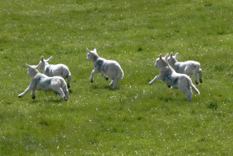 A sheepish digression to the Cheviot Hills - 2